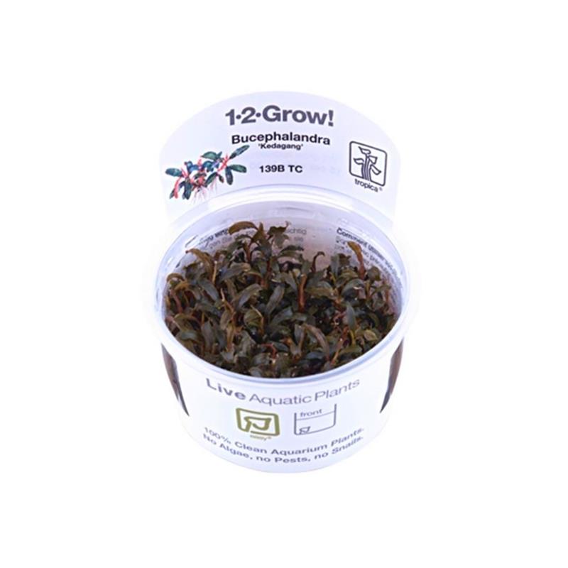 Tropica Bucephalandra Kedagang In Vitro - imagine 4